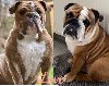  - Chiots bulldog anglais LOF attendus en février 2025