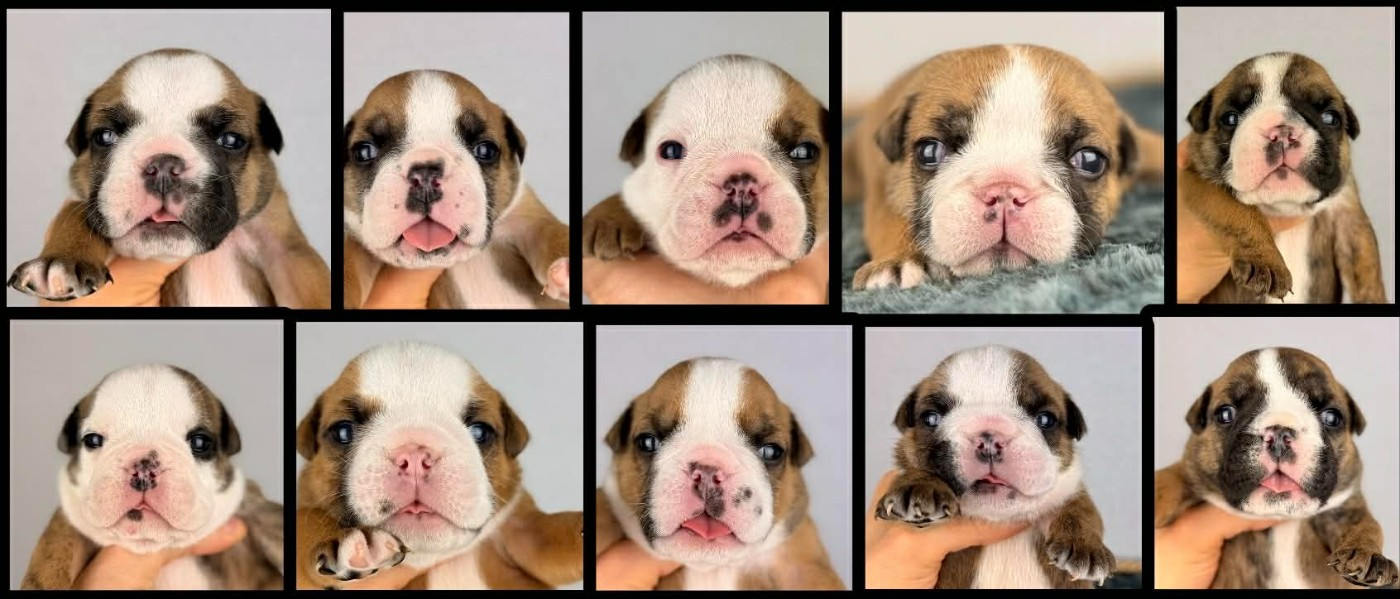 10 chiots Bullgs anglais LOF disponibles au 01/02/2026