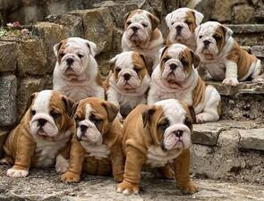Nos chiots Bulldogs anglais LOF attendus en décembre 2026