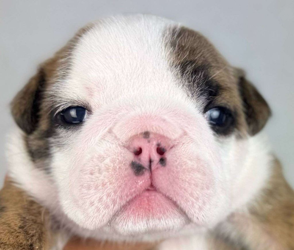 Des Bulls Bellille - Chiots disponibles - Bulldog Anglais