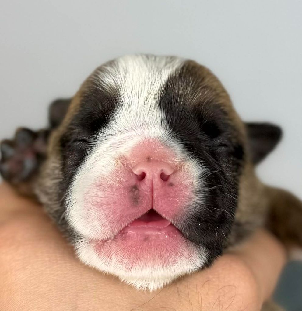 Des Bulls Bellille - Chiots disponibles - Bulldog Anglais