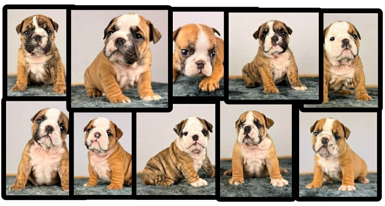 Chiot Bulldog Anglais Des Bulls Bellille