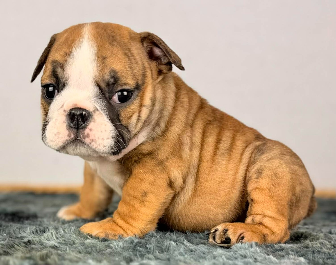 Des Bulls Bellille - Chiots disponibles - Bulldog Anglais
