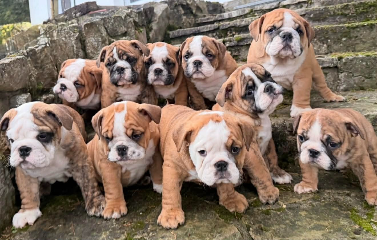 Des Bulls Bellille - Bulldog Anglais - Portée née le 01/12/2025
