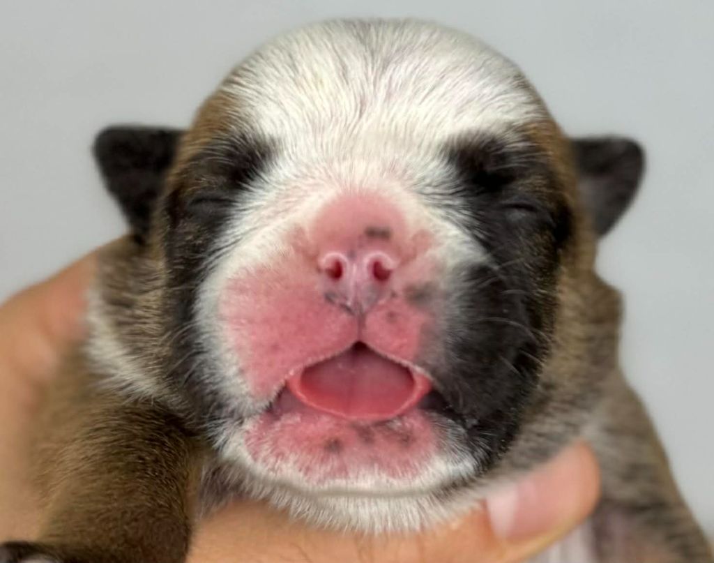 Des Bulls Bellille - Chiots disponibles - Bulldog Anglais