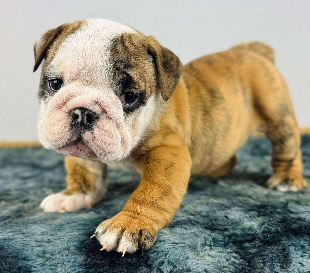 Des Bulls Bellille - Chiots disponibles - Bulldog Anglais
