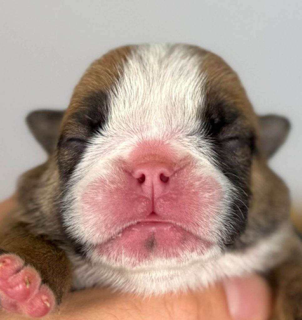 Des Bulls Bellille - Chiots disponibles - Bulldog Anglais