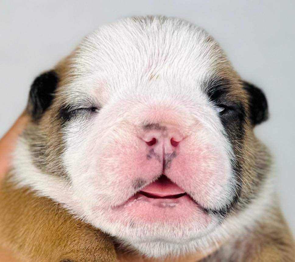 Des Bulls Bellille - Chiots disponibles - Bulldog Anglais