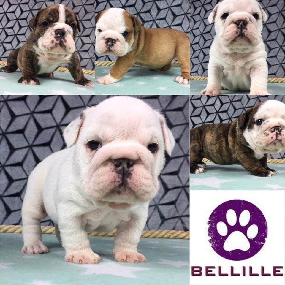 Des Bulls Bellille - Bulldog Anglais - Portée née le 30/10/2018