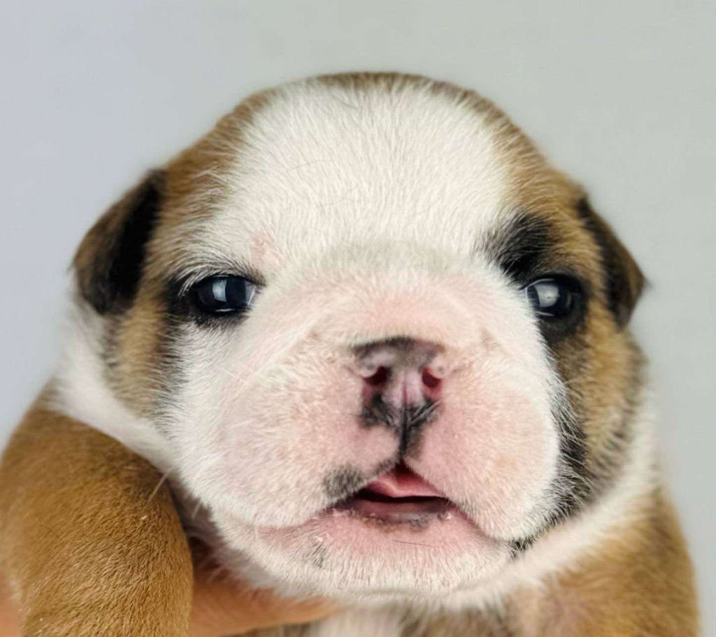 Des Bulls Bellille - Chiots disponibles - Bulldog Anglais