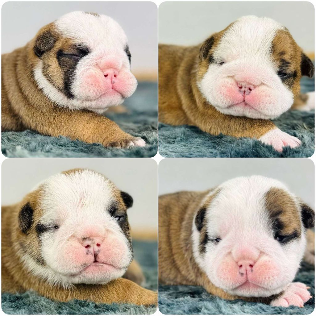 Chiot Bulldog Anglais Des Bulls Bellille