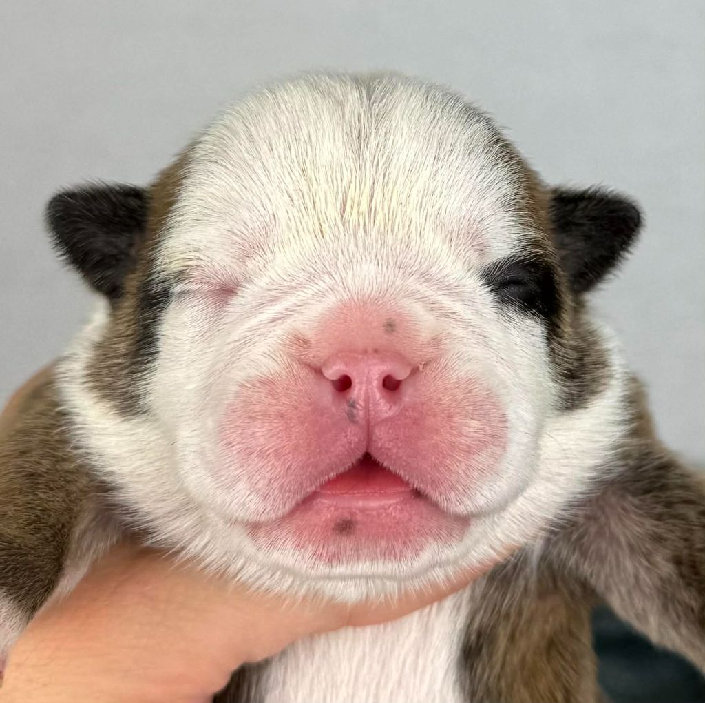 Des Bulls Bellille - Chiots disponibles - Bulldog Anglais