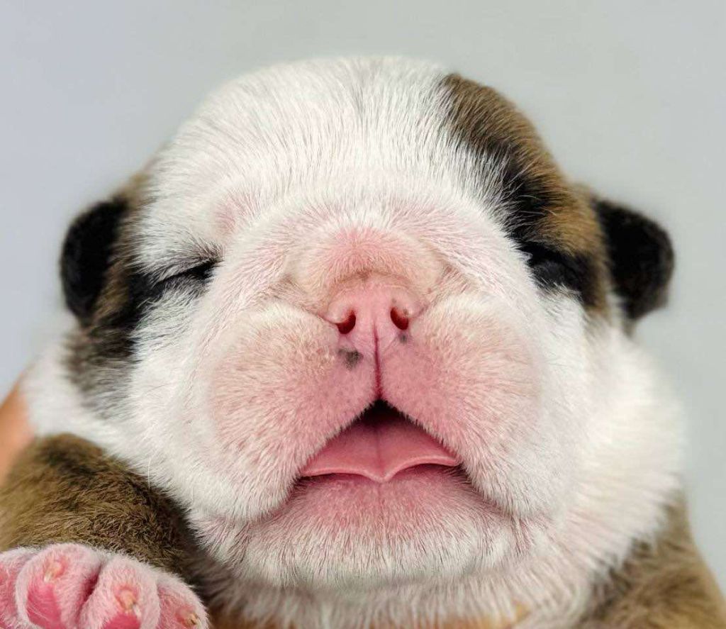 Des Bulls Bellille - Chiots disponibles - Bulldog Anglais