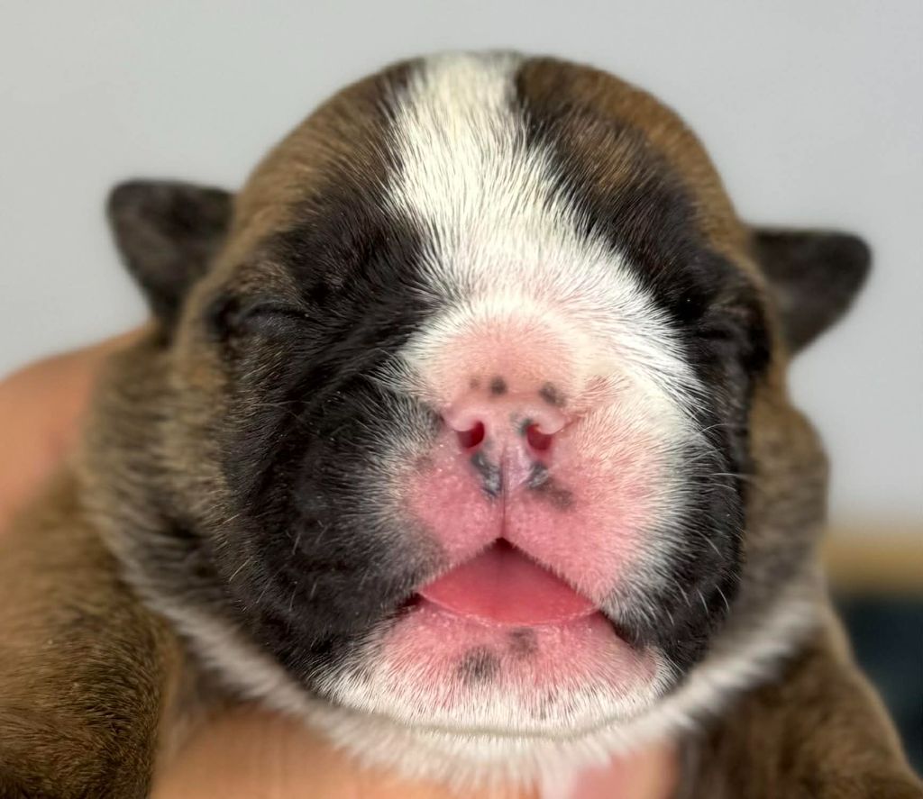 Des Bulls Bellille - Chiots disponibles - Bulldog Anglais