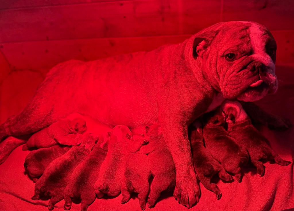 Chiot Bulldog Anglais Des Bulls Bellille