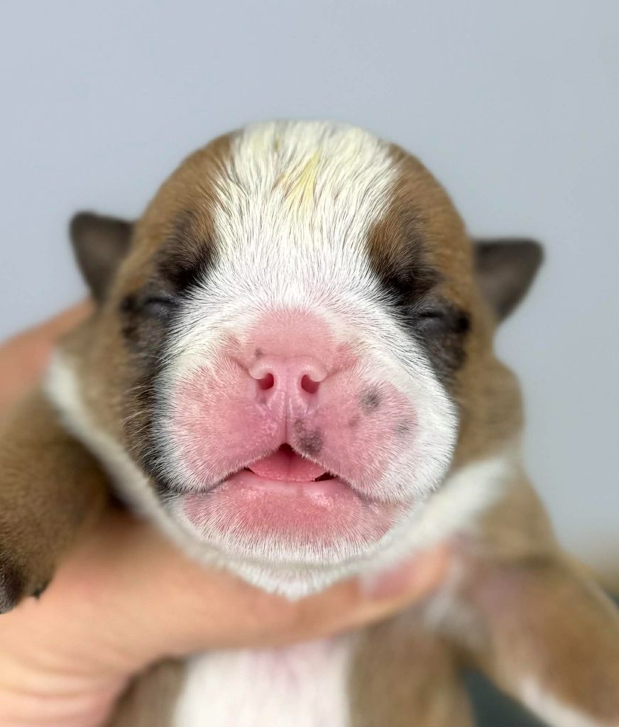 Des Bulls Bellille - Chiots disponibles - Bulldog Anglais