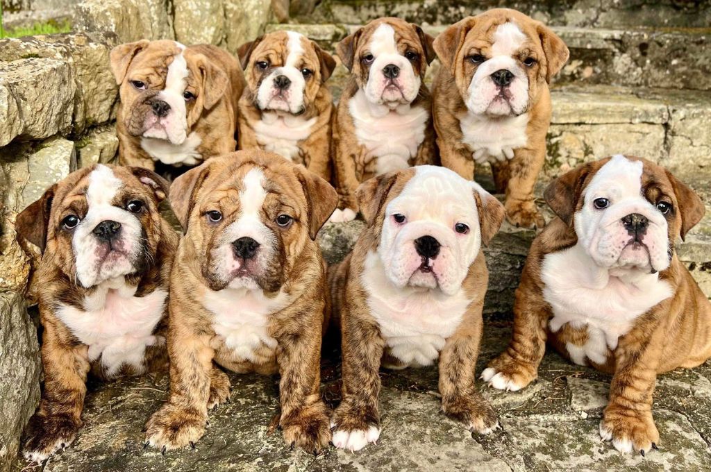 Des Bulls Bellille - Bulldog Anglais - Portée née le 27/12/2022